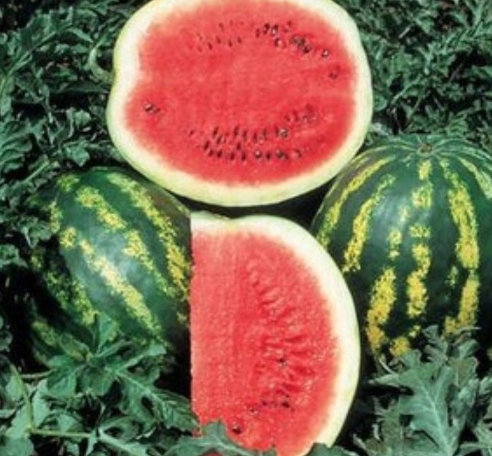 🍋 Yellow-Flesh Watermelon Seeds,🍊 Orange-Flesh Watermelon Seeds  🍉 Red-Flesh Watermelon Seeds
