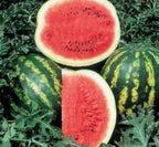 🍋 Yellow-Flesh Watermelon Seeds,🍊 Orange-Flesh Watermelon Seeds  🍉 Red-Flesh Watermelon Seeds
