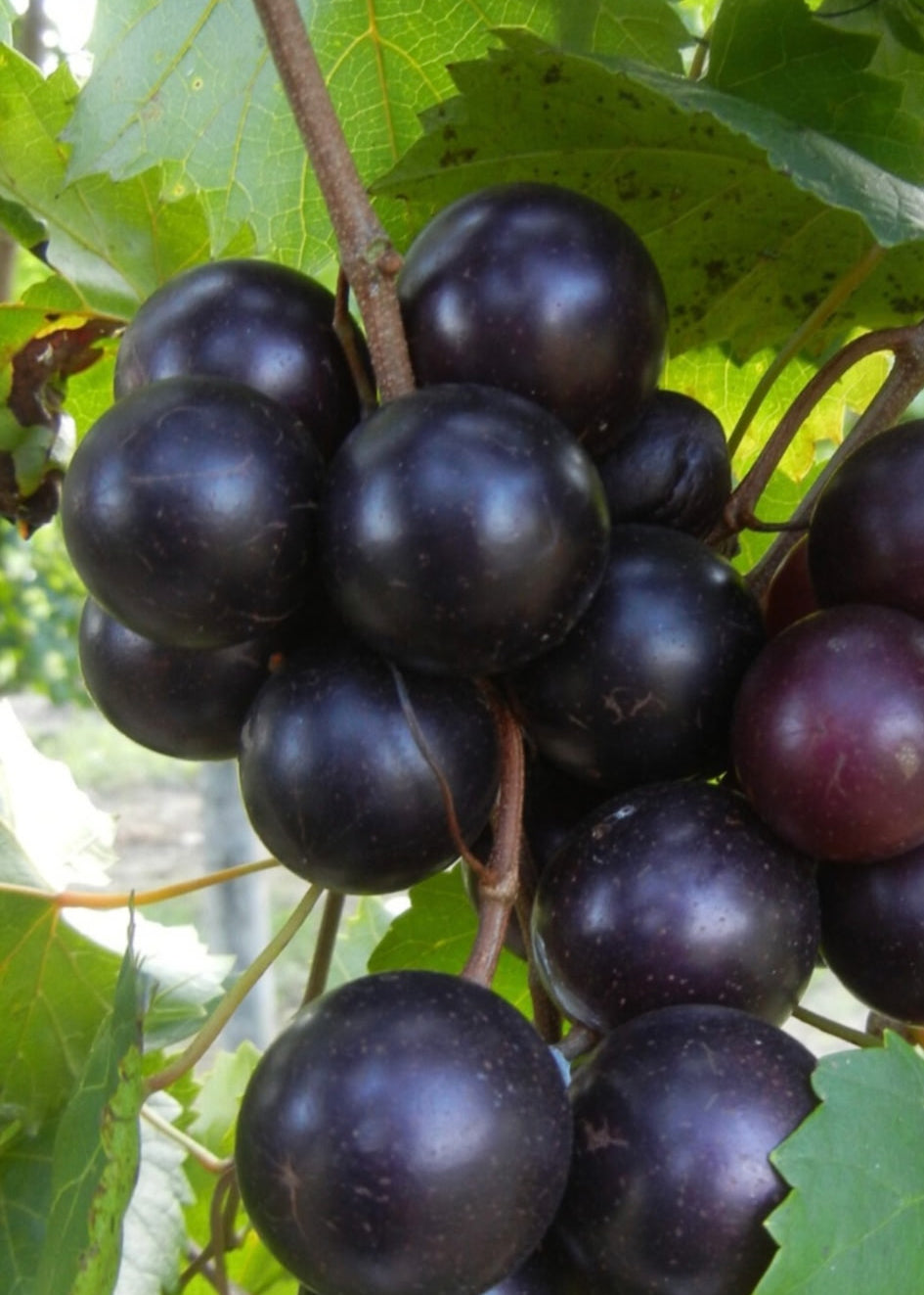 Fresh Muscadines