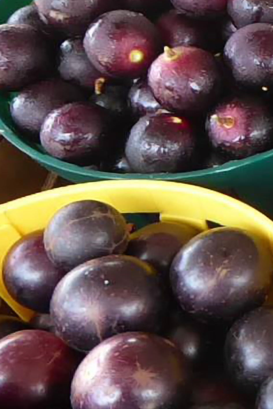 Fresh Muscadines