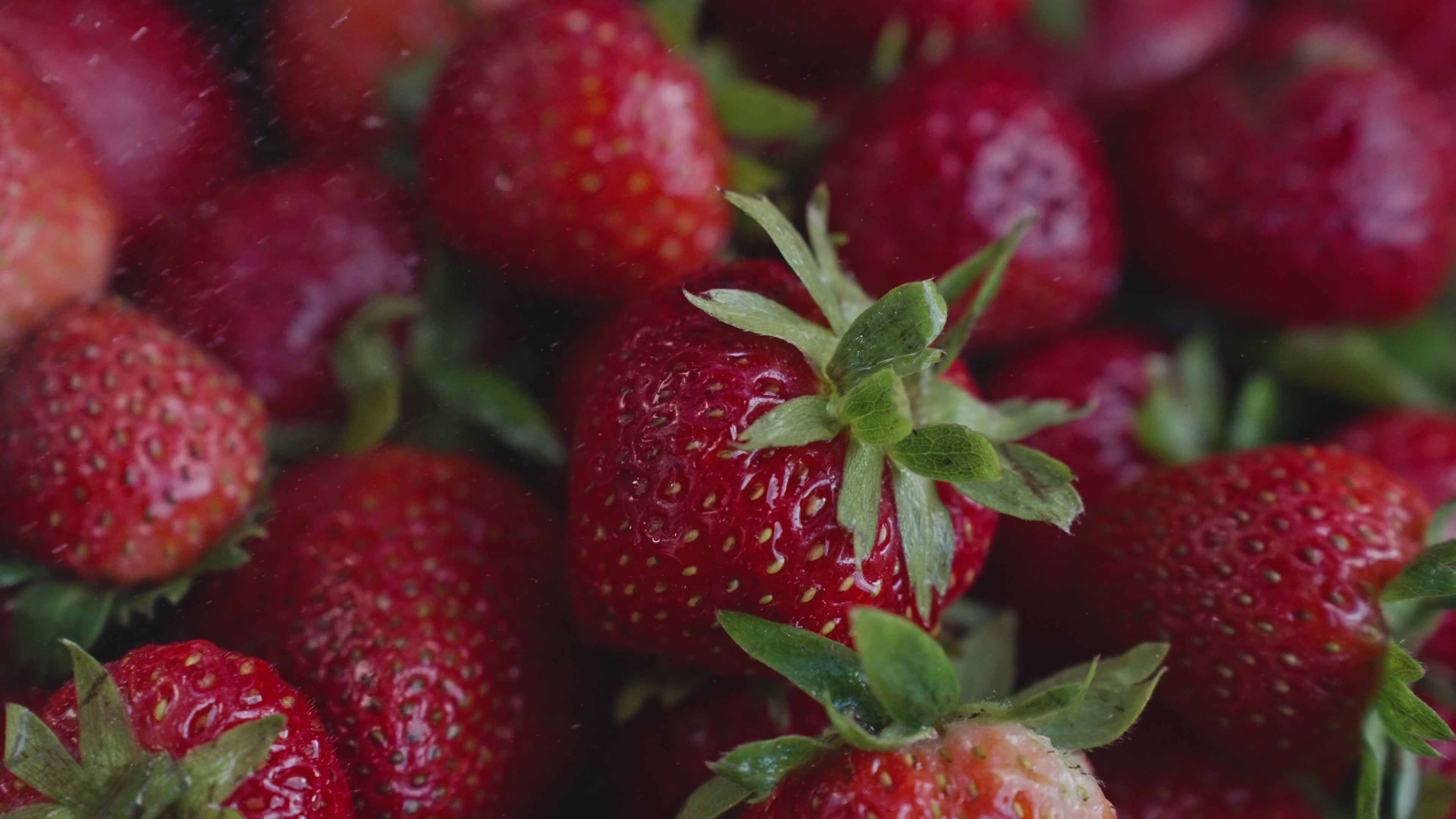 Fresh Organic Strawberries